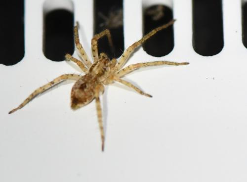 Anyphaena accentuata